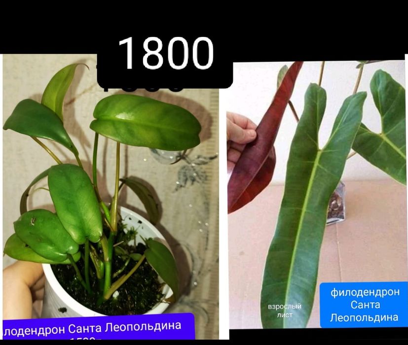 Филодендрон 8500тенге