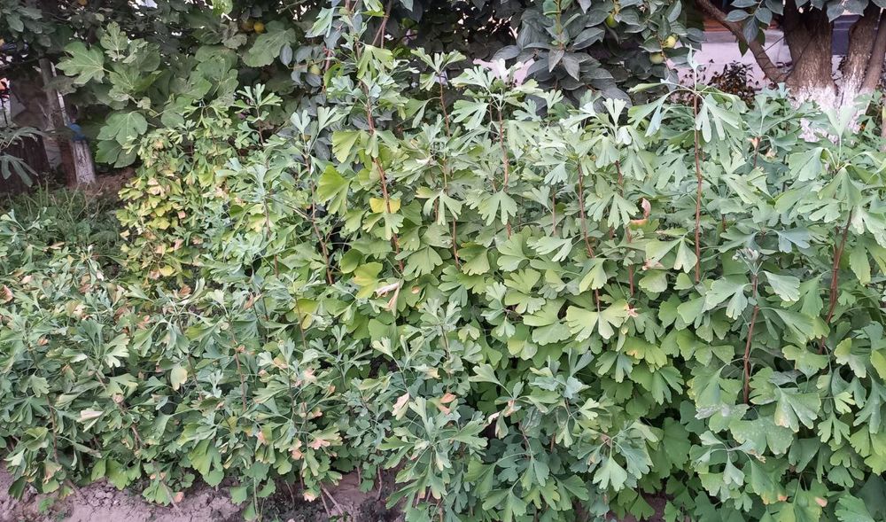 Гинкго ( Ginkgo biloba L.)