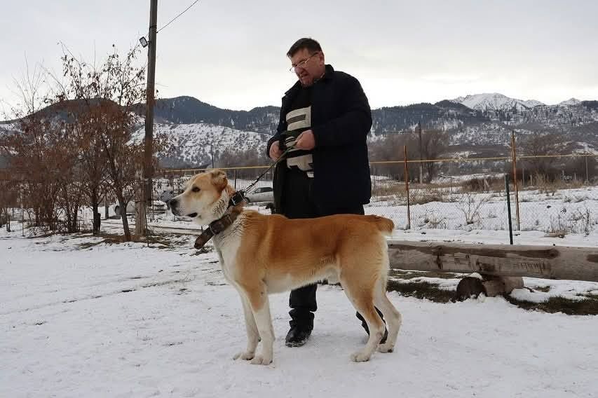 Продается казахский тобет