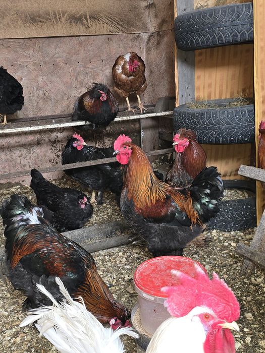 Продам Петушков!