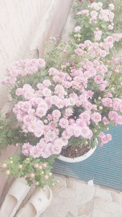 Продам хрезонтему мультифлора 1куст по 1500:2000