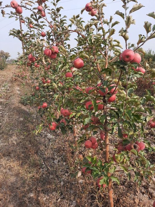 Shreder Mevali кучатлари