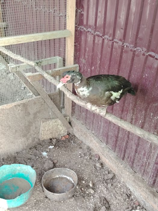 Продаю Индоуток|