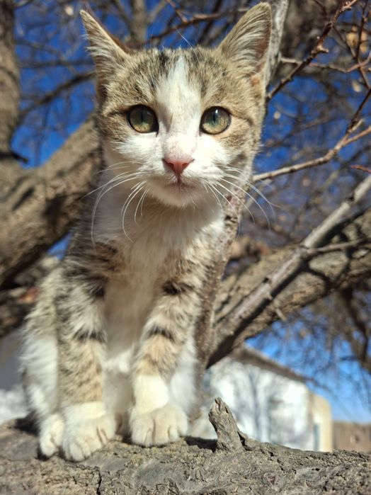 Mushuk yaxshi qo'llarga beriladi.