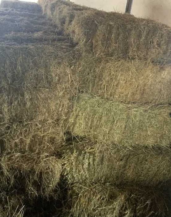 Baloti de lucerna cu fan verzi