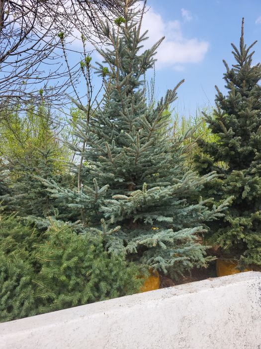 Ели и берёзы (lat betula)