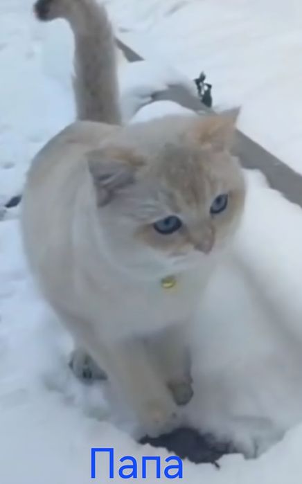 Золотая шотландская вислоухая девочка!