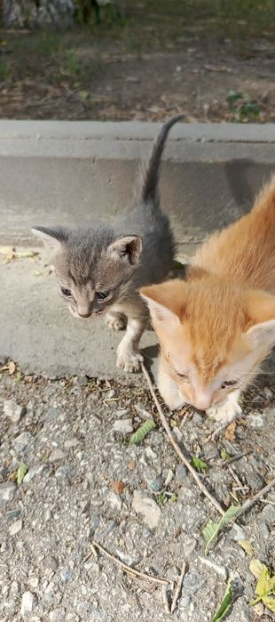 Котята отдам котят