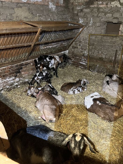 Iezi și ieduțe anglo nubiene