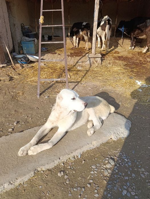 Азиатской Алабай