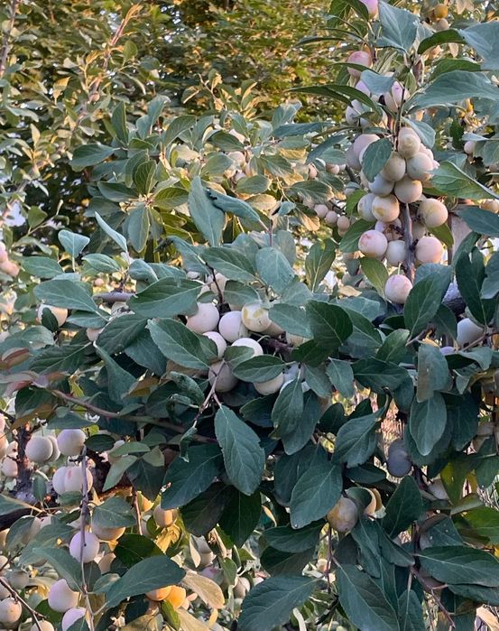 Дом в престижном районе Алматы
