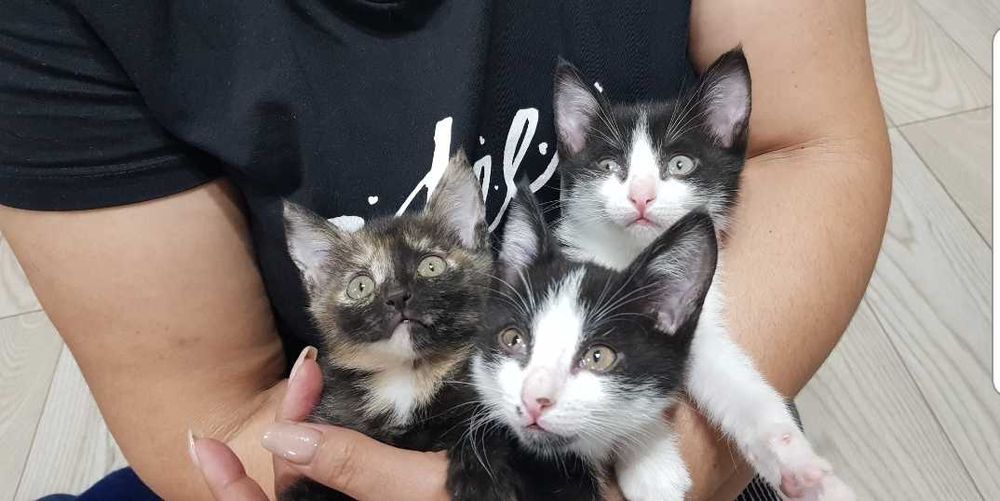 отдам котят в хорошие  добрые руки