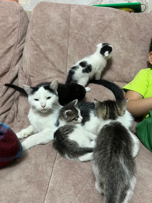 Отдам котят в хорошие руки!!!