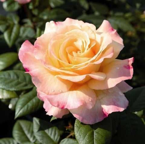 Butas (Răsad) de Trandafir  soi Ascot - rosu, Mauritia - roz, , Lampion-galben, Aqurell - roz galben, pt plantat