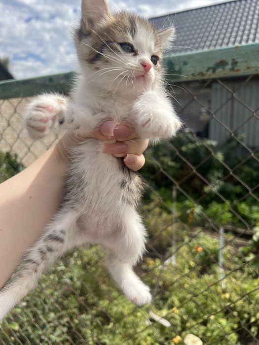 Отдам котят в добрые руки