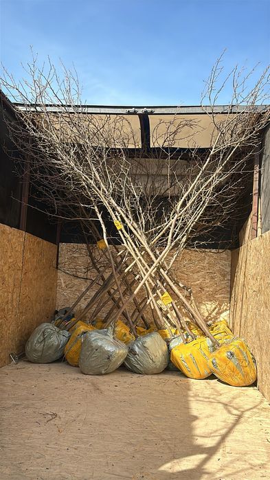 Посадка деревьев и кустарников