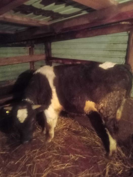 Продаётся КРС 3 головы