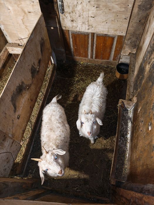 Ешкилер козы городе