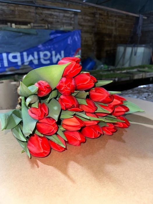 Тюльпаны оптом и в розницу