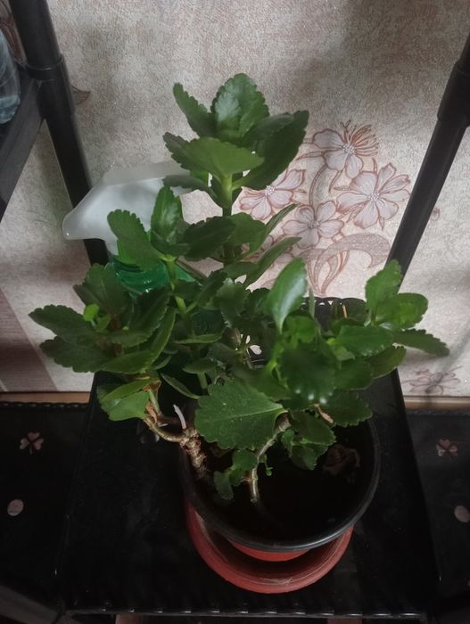 Цветы домашние продам .