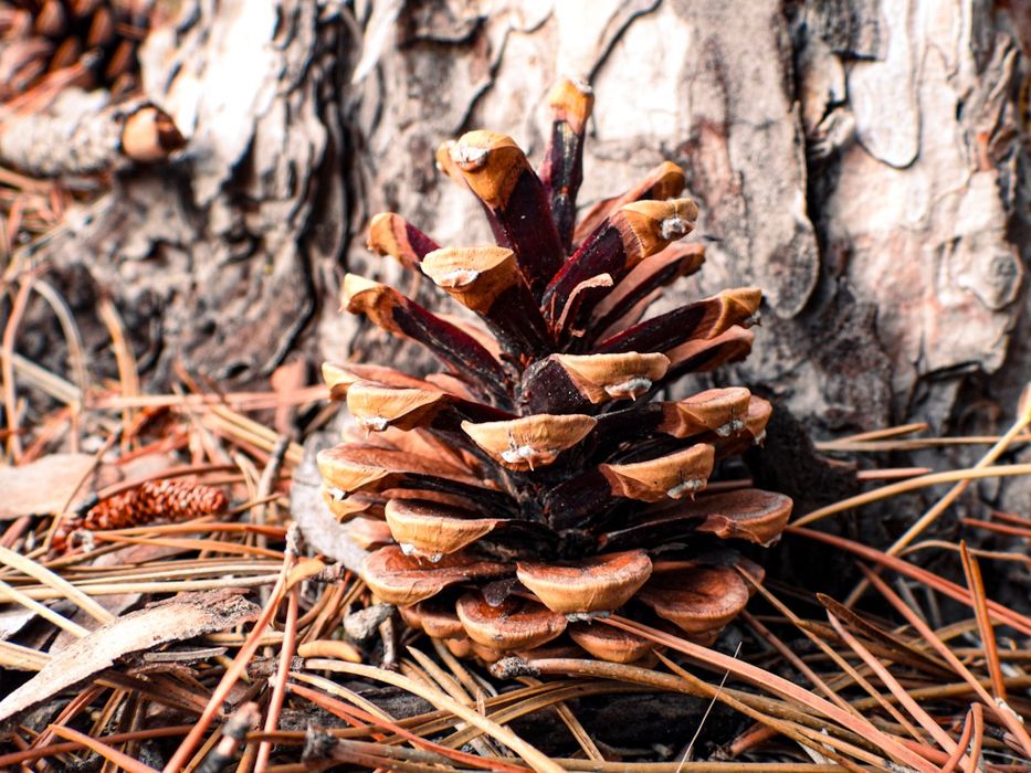 Борови шишарки за декорация