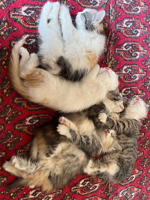 Отдам котят бесплатно в хорошие руки