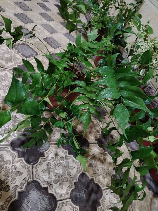 Комнатные растения, цветы, Honaki gullar, Optom va donaga, Gul, Цветы