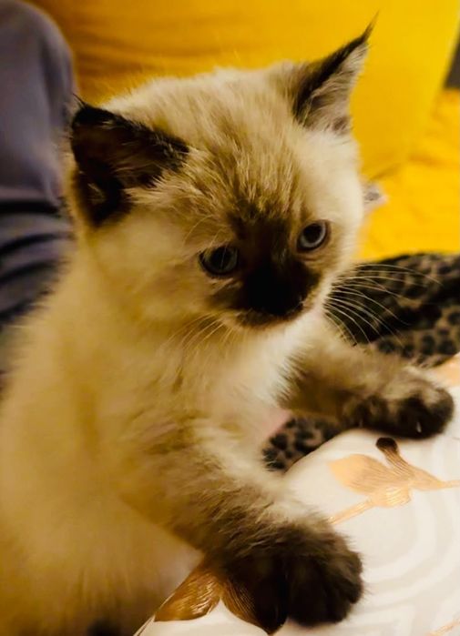 Котенок сиамской кошки, игривая, умная, чистоплотная.
