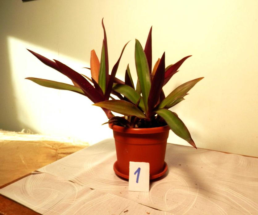 Rhoeo discolor (Bărcuța cu crini sau Bârfa babelor)