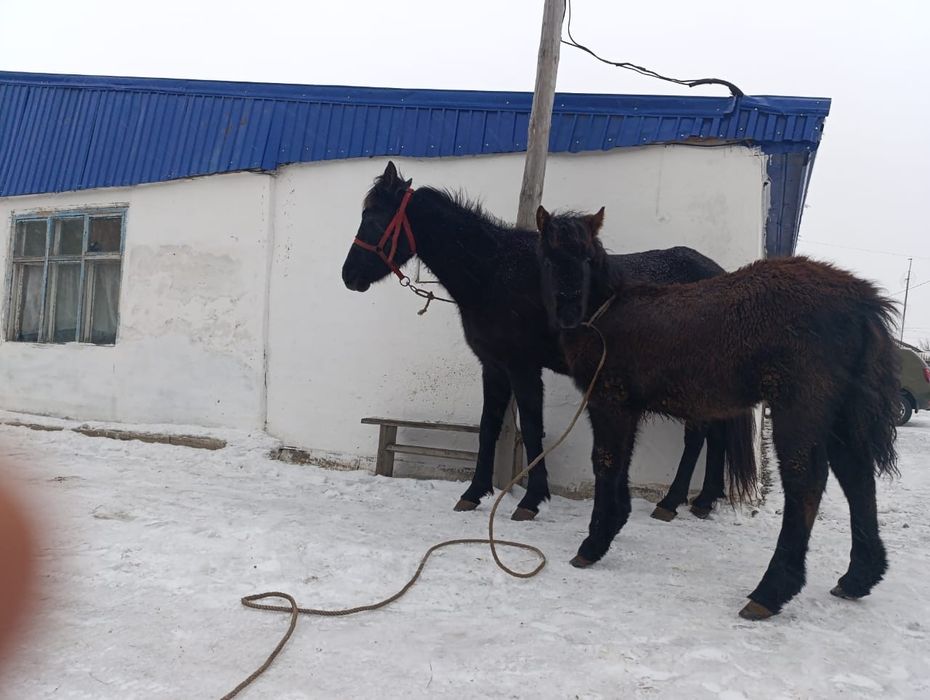 Продам кобылу с жеребенком