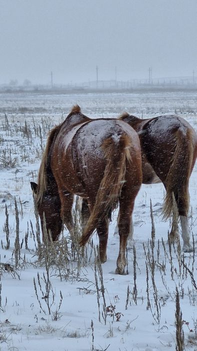 Тяж байталдар сатылады