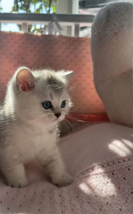 Мальчики шиншиллы 1.5 мес