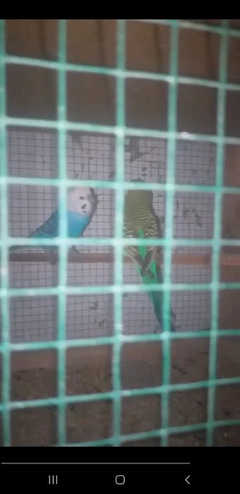 Sotiladi bolali para 280 yana kelishamiz