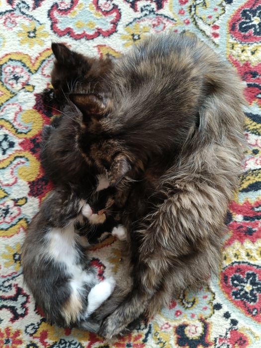 Котята в добрые ответственные руки