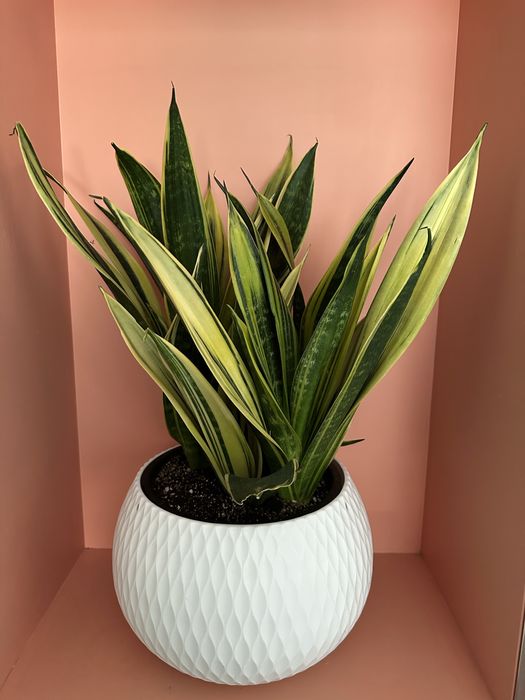 Сансевиерия голд флейм