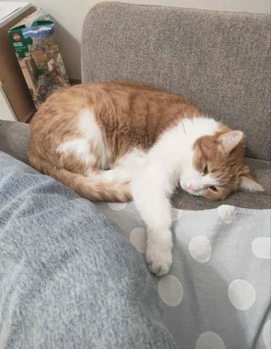 Отдам кошку в добрые руки!!!