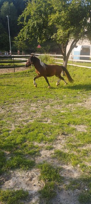 Iapa Gipsy de 5 ani  gestanta