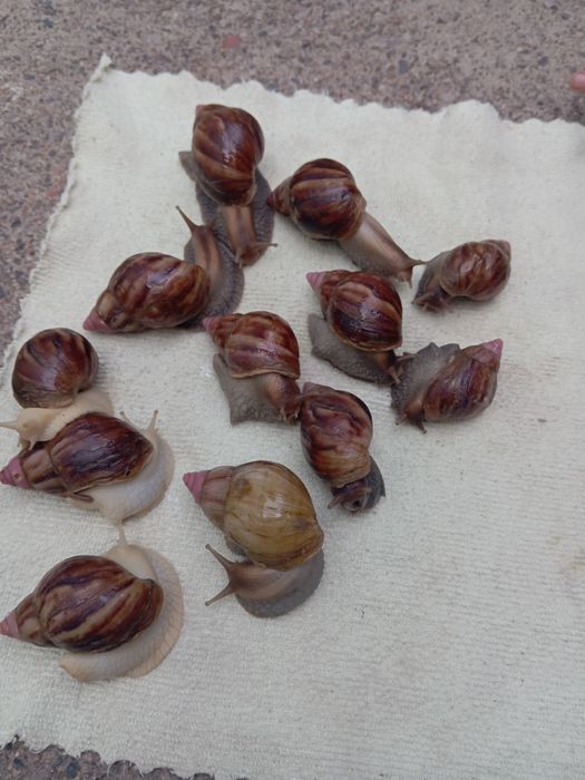 Косметические улитки