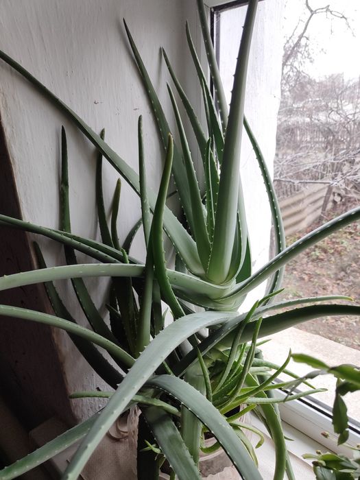 Продаётся Алоэ Вера