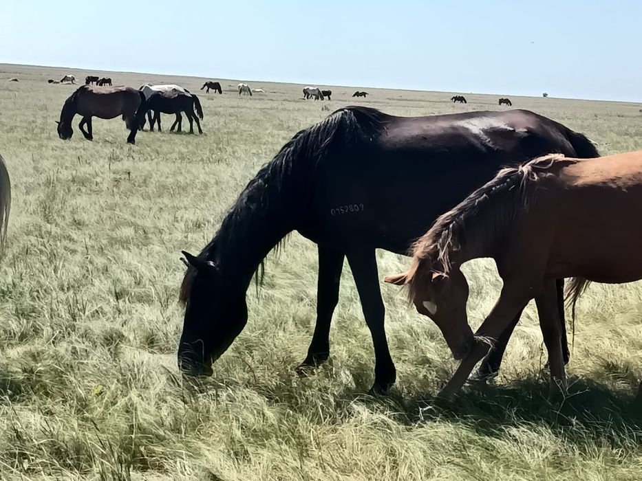 Жылқылар сатылады!