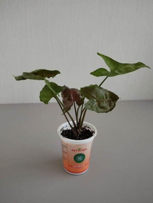 Сингониум Aron brown