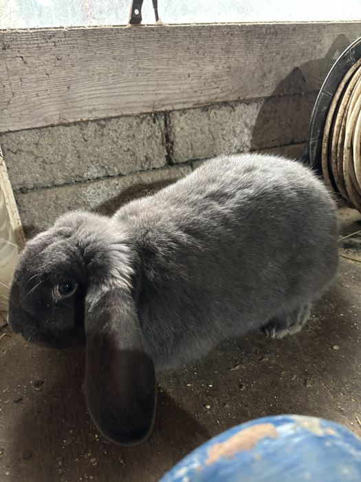 Iepuri berbec german