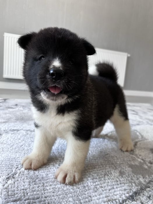 Akita american Mascul