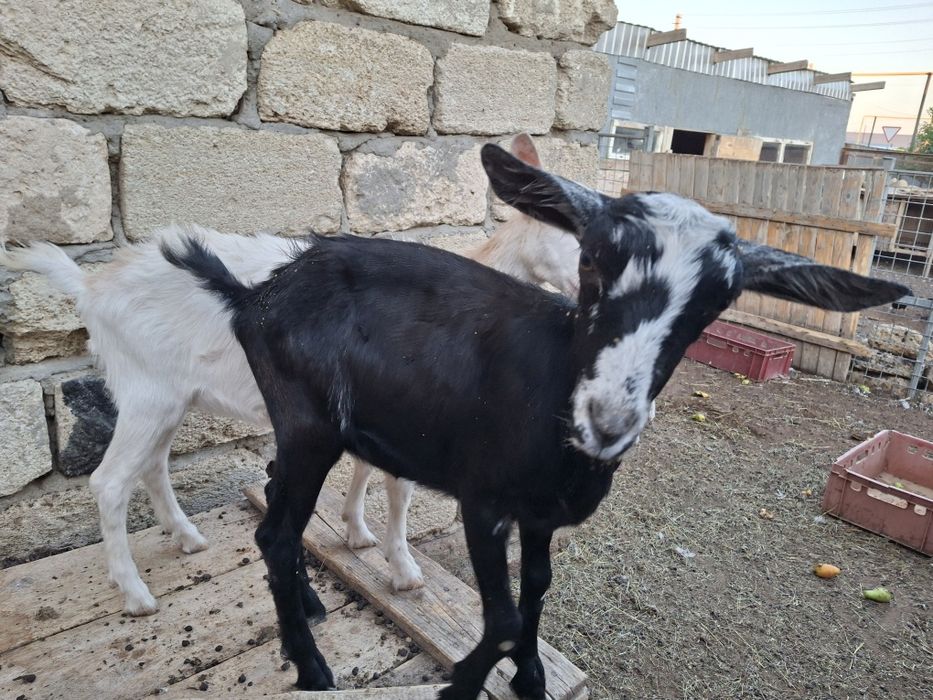 Близнецы козлята