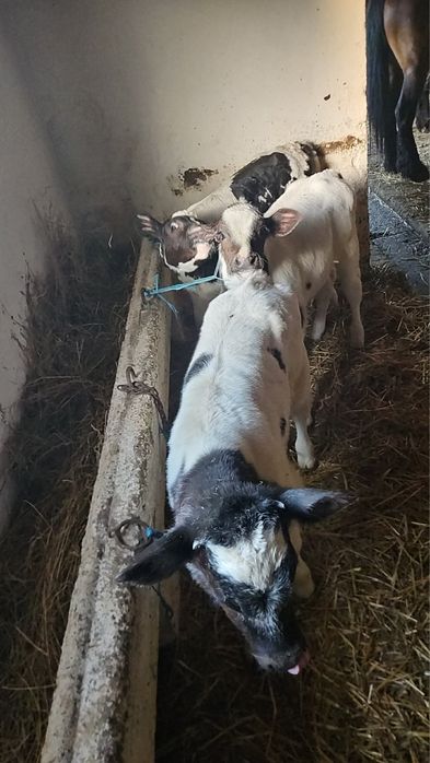 Vând viței belgieni