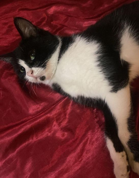 Кошки отдаю в добрые руки