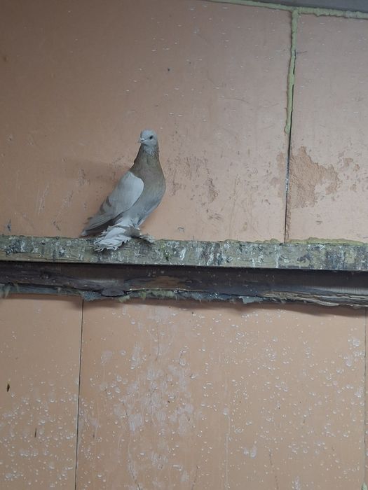 Продам голубей игра гребля тяга