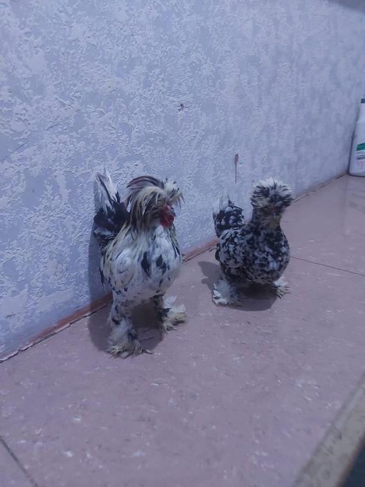 Продаётся султанки пара