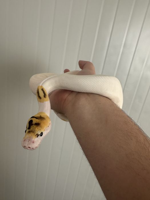 Piton regal - Ball Python