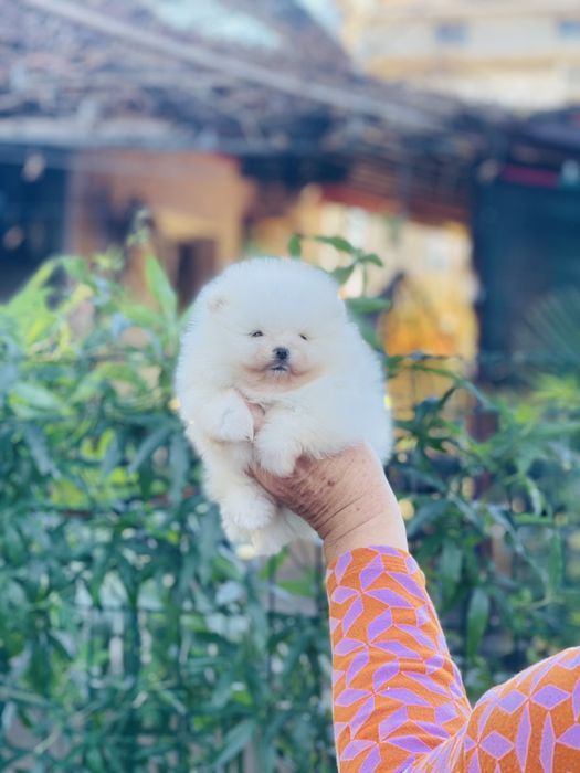 Померан мини